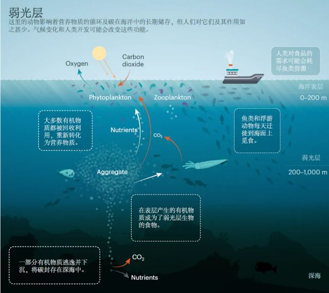 有没类似血肉之花肢解_有没类似血肉之花肢解_有没类似血肉之花肢解