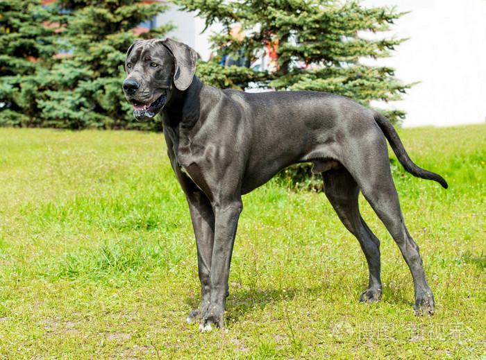 大丹犬肉狗_狗大丹犬_大丹犬有攻击性吗