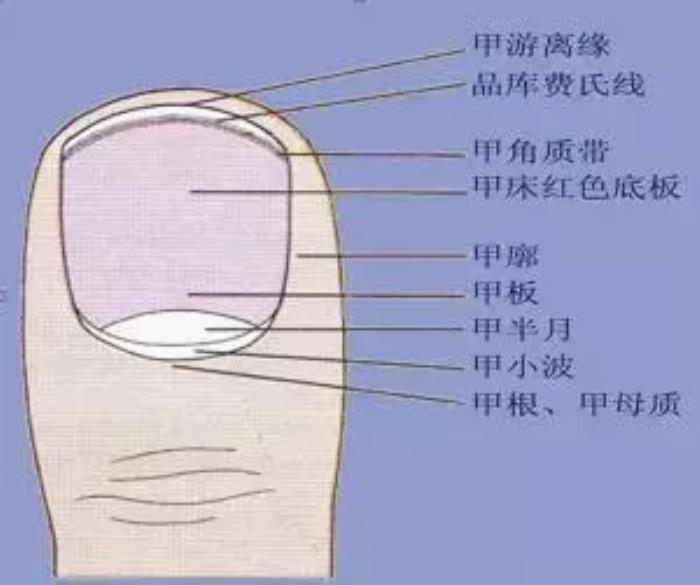 拇指甲出现白点_大拇指甲有白点是什么原因_拇指指甲有白色斑点