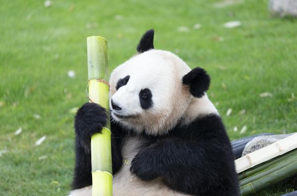 香蕉君熊猫头表情包_香蕉君熊猫表情包_伊在人线香蕉观新在线熊猫