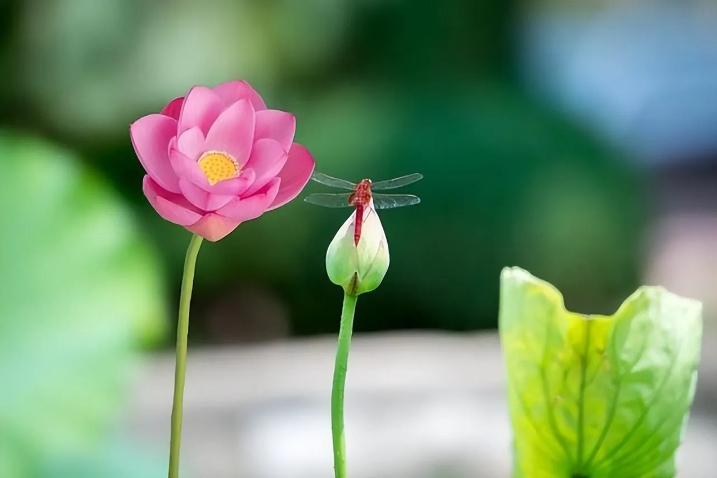 《重生圈叉特种兵》猫来惹_《重生圈叉进行时(特种兵)》_重生圈叉进行时肉