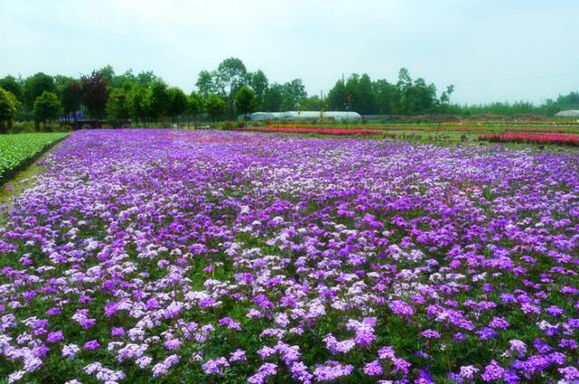 淄博绿茵花园_临淄区绿茵花园物业电话_临淄绿茵花园在哪里