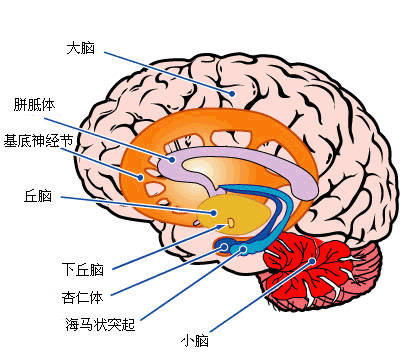 大脑脑回名称_大脑的名字_记不住名字是大脑哪个区域