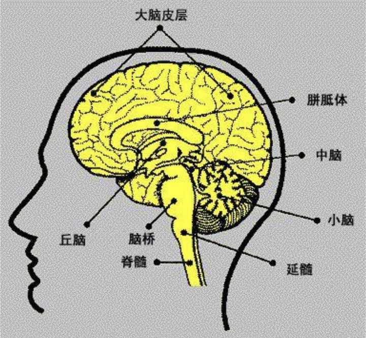 大脑脑回名称_大脑的名字_记不住名字是大脑哪个区域