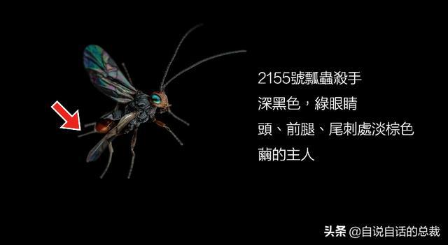 蜂行天下_蜂团幻想寄生令行最终boss_最终幻想14 行会令 寄生蜂团