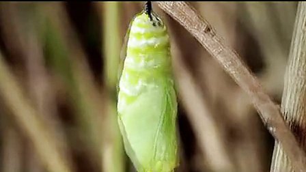 毛毛虫变蝴蝶的游戏_蝴蝶变毛毛虫动画视频_毛毛虫变蝴蝶游戏玩法