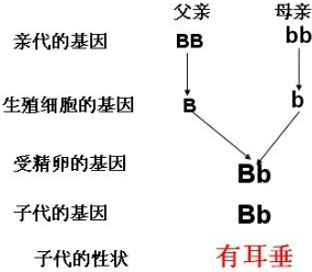 获得性遗传 用进废退_用进废退获得性遗传_用进废退与获得性遗传