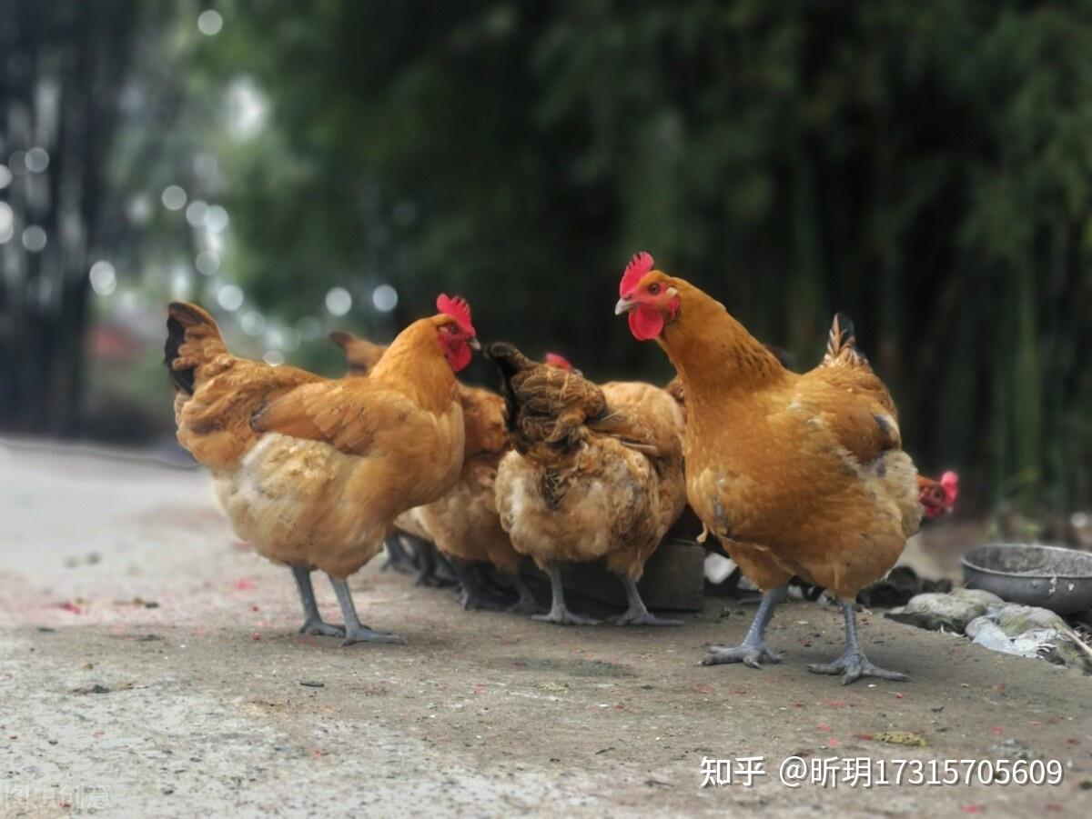 小鸡吃米什么歌_小鸡吃米小鸡喝水儿歌_小鸡吃米小鸡喝水音乐